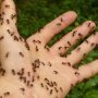 Wajib Tahu! Berikut 5 Cara Ampuh Mengusir Semut di Rumah