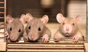 Selaian Pakai Jebakan Tikus, Ini 3 Cara Mengusir Tikus dengan Ampuh, Simak penjelasannya!