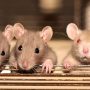 Selaian Pakai Jebakan Tikus, Ini 3 Cara Mengusir Tikus dengan Ampuh, Simak penjelasannya!