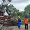 Angin Kencang, Pohon Besar di Jalan Siliwangi Cianjur Tumbang dan Menimpa Mobil