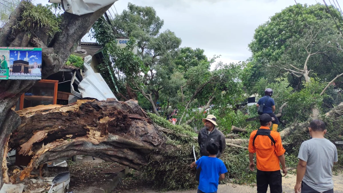 Angin Kencang, Pohon Besar di Jalan Siliwangi Cianjur Tumbang dan Menimpa Mobil