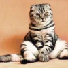 Manfaat Melihara Kucing : 'Self-Healing'