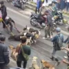 Viral Babi Hutan Lari ke Pusat Pertokoan di Cianjur. (tangkapan layar)