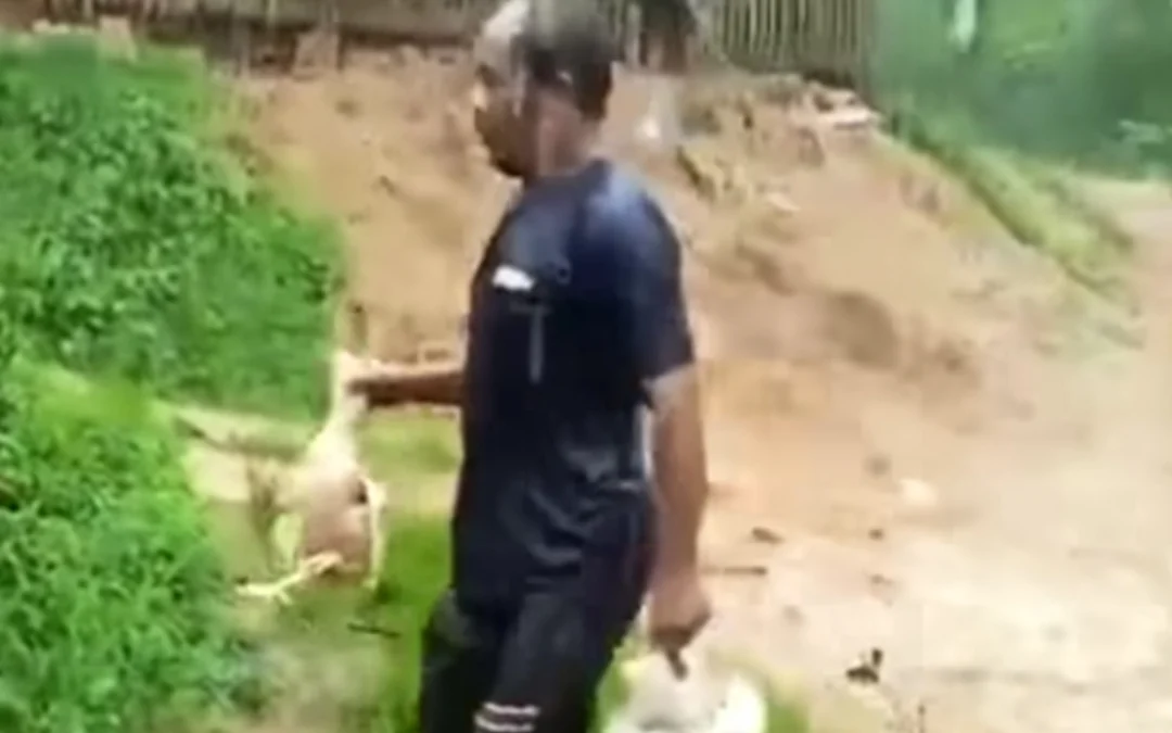 Ribuan ayam mati diterjang banjir bandang. (tangkapan layar)