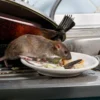 Cara Ampuh Usir Tikus Dari Rumah