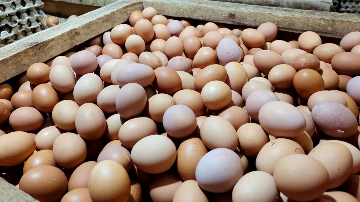 Harga Telur dan Daging Ayam di Cianjur Terus Meroket