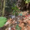 Warga Cianjur Keluhkan Tumpukan Sampah di Sungai Cibalagung. (dik)