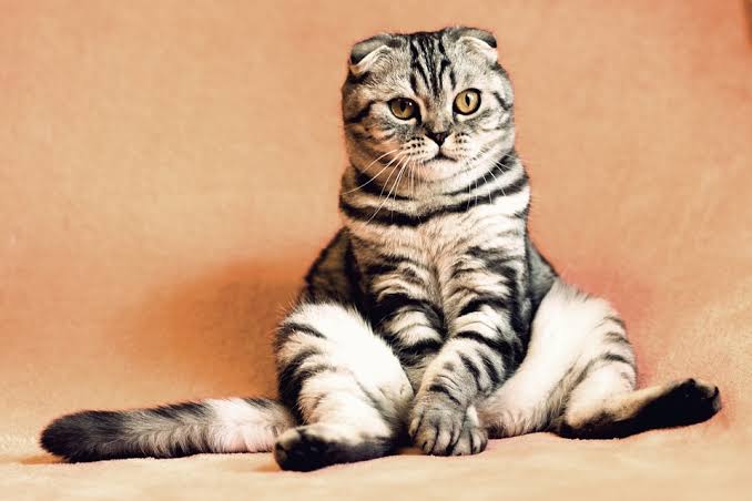 Link Download Kucing Peduli Apk Terbaru 2023, Benar Sangat Peduli!