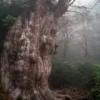Pohon Tertua di Dunia Ada di Chile