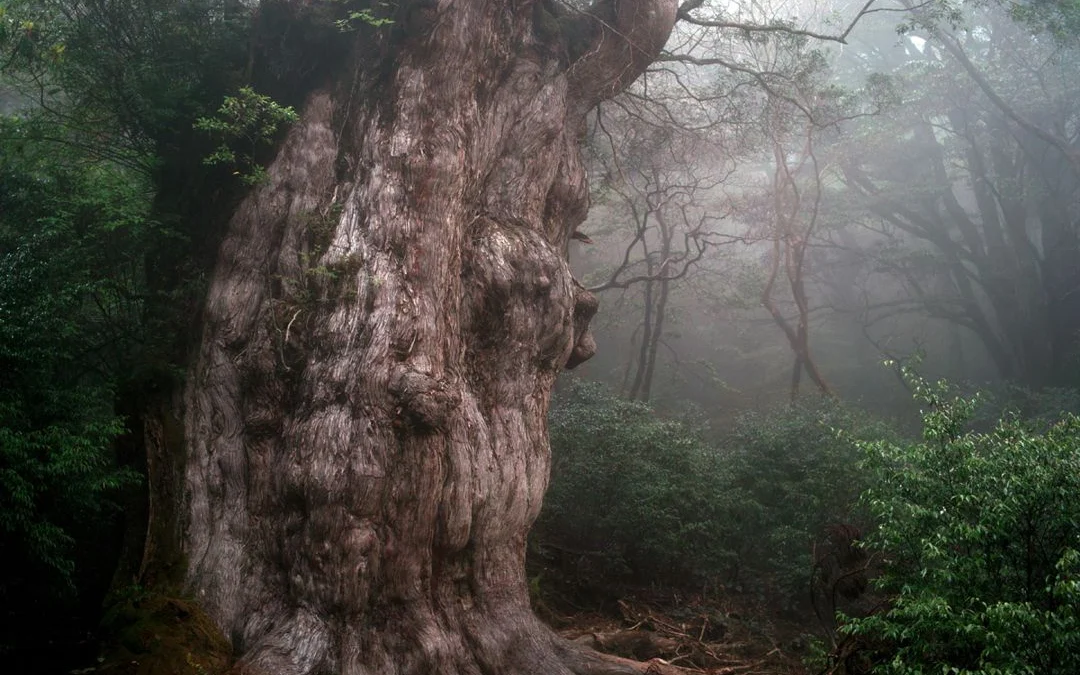 Pohon Tertua di Dunia Ada di Chile