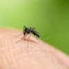 5 Cara Efektif untuk Mengusir Nyamuk