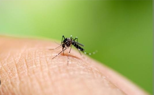 5 Cara Efektif untuk Mengusir Nyamuk