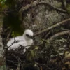 Kelahiran anak elang jawa di Taman Nasional Gunung Gede Pangrango