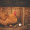 Parah! Ribuan Ayam Mati Gegara Ulah Lampu Senter Tetangga