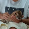 Viral Anak Harimau Alshad Ahmad Tiba-Tiba Mati