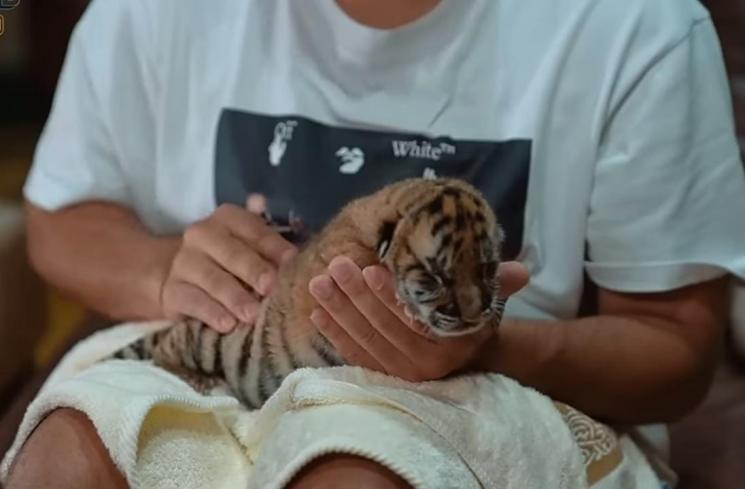 Viral Anak Harimau Alshad Ahmad Tiba-Tiba Mati