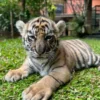 Mengenal Harimau Benggala Satwa Peliharaan Alshad Ahmad
