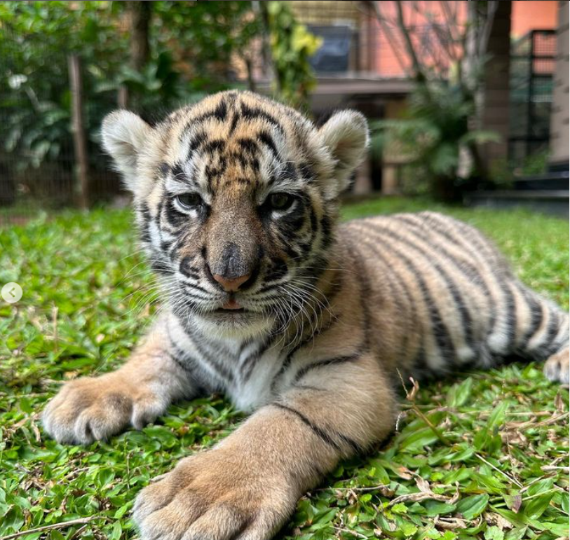 Mengenal Harimau Benggala Satwa Langka Yang Dipelihara Alshad Ahmad Cianjur Ekspres