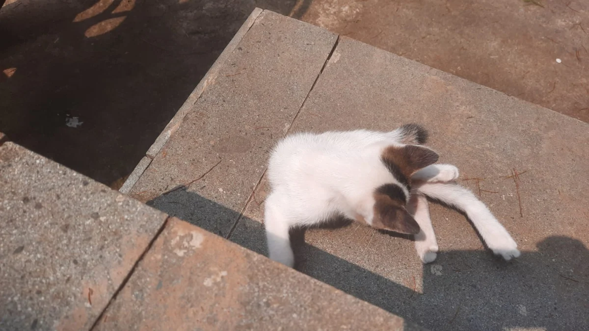 Hati-hati, Banyak Kucing Mati di Cianjur Akibat Virus Panleukoponia