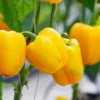 4 Sayuran Berwarna Kuning Beserta Manfaatnya untuk Kesehatan Tubuh