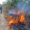 Setengah Hektar Lahan Perkebunan Karet di Cibeber Cianjur Kebakaran
