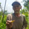 Dede (60) Petani di Desa Sukanagalih