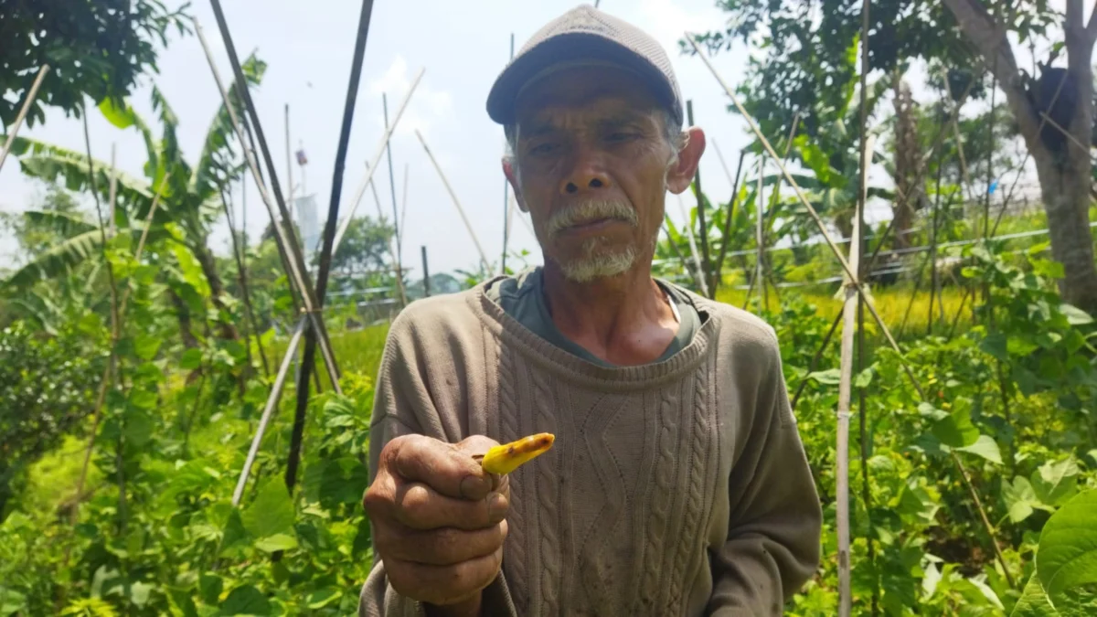 Dede (60) Petani di Desa Sukanagalih