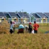 Pembangunan Perumahan Jangan Korbankan Lahan Pertanian. (net)