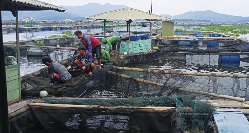 50 Ton Ikan Lepas Akibat 190 KJA di Jangari Hancur . (je)