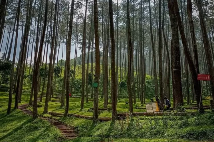 Masih Bingung Mau Kemah dimana ? Ini Rekomendasi Tempat Camping Aesthetic di Bandung