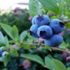 Camilan dari Blueberry