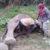 Seekor Gajah Mati di Tesso Nilo, Diduga Akibat Diracun dan Gadingnya Hilang