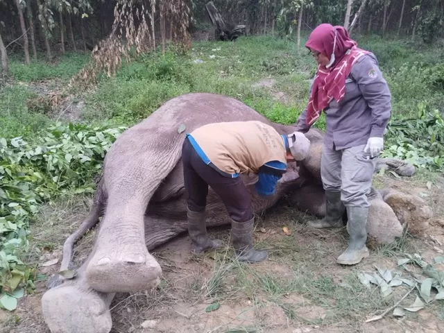 Seekor Gajah Mati di Tesso Nilo, Diduga Akibat Diracun dan Gadingnya Hilang