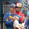 Viral! Kucing Oyen 'Barbar' di Cibinong, Warga Sampai Panggil Damkar