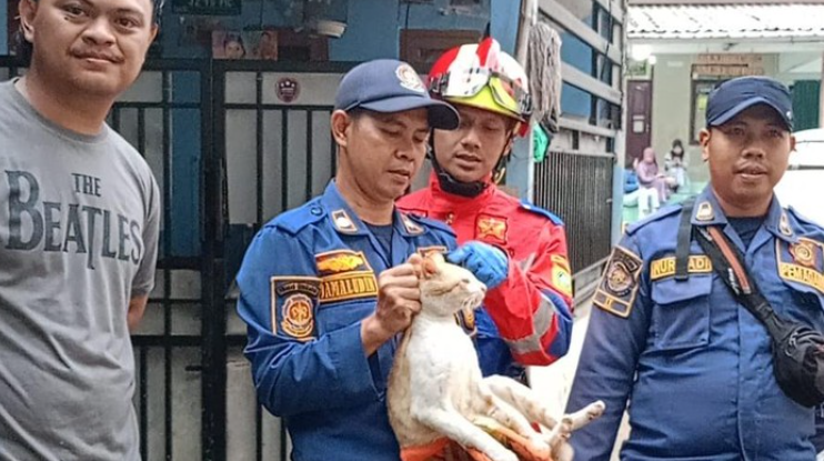 Viral! Kucing Oyen 'Barbar' di Cibinong, Warga Sampai Panggil Damkar
