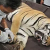 Lagi dan Lagi! Harimau Benggala Mati di Medan Zoo karena Kondisi Kandang yang Buruk