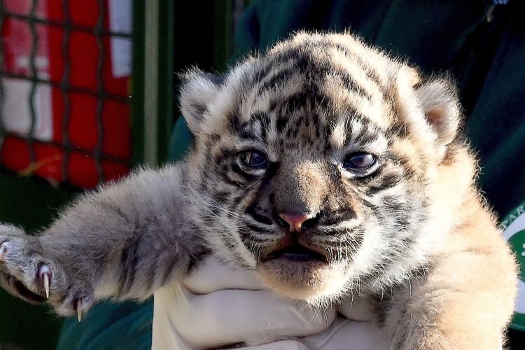 Mengenal Terima Kashi, Seekor Bayi Harimau Sumatera yang Baru Lahir di Roma