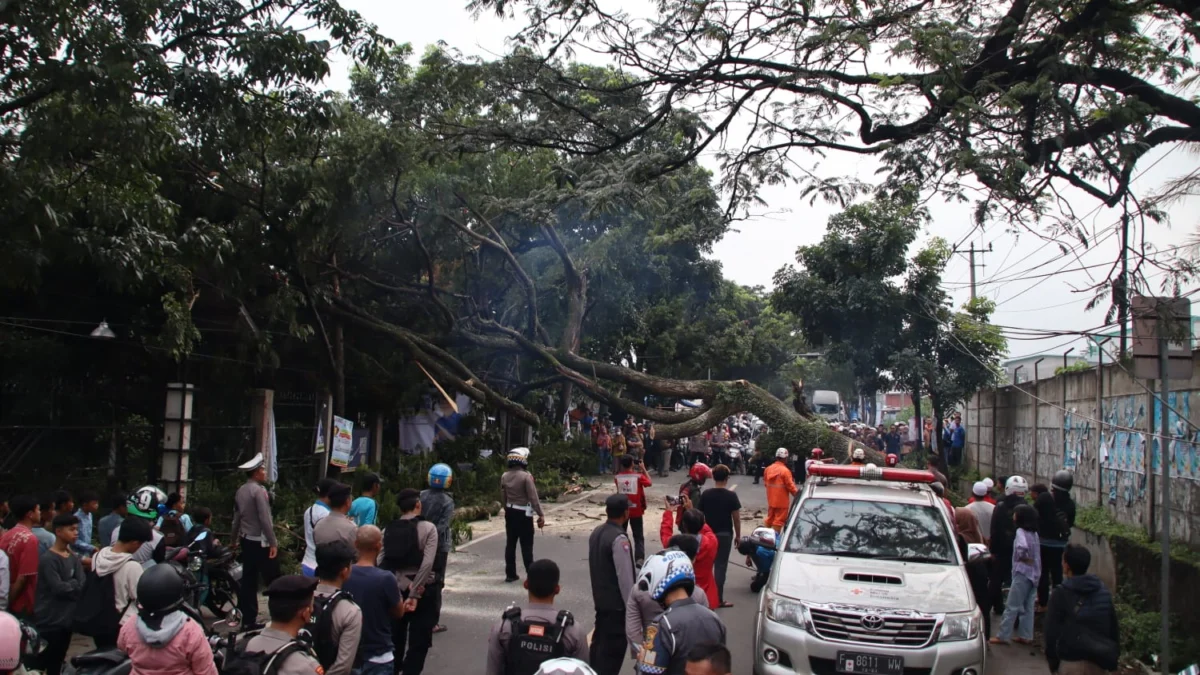 Pohon Tumbang Putus Jalur Penghubung Sukabumi-Cianjur