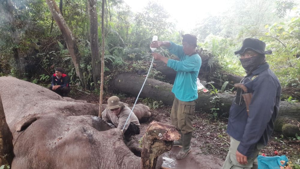 Miris! Gajah Sumatera Diduga Mati Karena Diracun Pemburu dan Gadingnya Dipotong