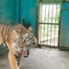 Medan Zoo Ditutup Sementara Setelah 3 Harimau Mati Karena Tinggal di Tempat Tak Layak