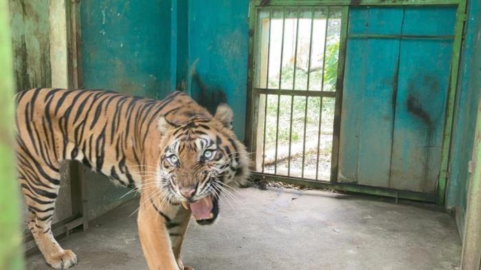 Medan Zoo Ditutup Sementara Setelah 3 Harimau Mati Karena Tinggal di Tempat Tak Layak