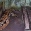 Medan Zoo Bobrok dan Tak Layak Huni, Begini Tanggapan Walkot Bobby Nasution