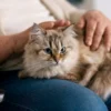 5 Tanda Bahasa Kucing yang Penting Kita Ketahui