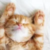 5 Penyebab dan Cara Mengatasi Kucing Tidur Terus