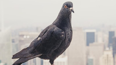 Dicurigai Mata-mata Cina, Burung Merpati di India Ditahan Pihak Kepolisian