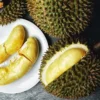 Apa itu Durian Goes Classy? Begini Cara Membuat Anggur dari Buah Durian(foto:Pattae.com)