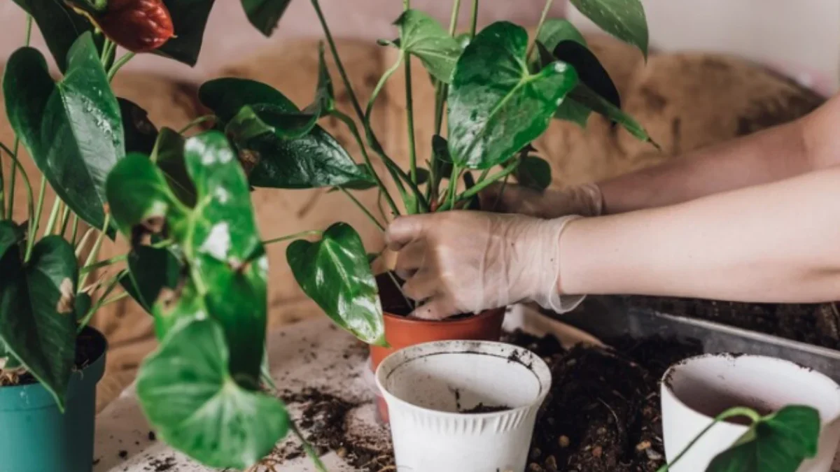 Cara Membuat Taman Herbal di Rumah: Panduan Lengkap