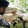 Menghargai dan Mensyukuri: Arti Pembagian Daging Qurban